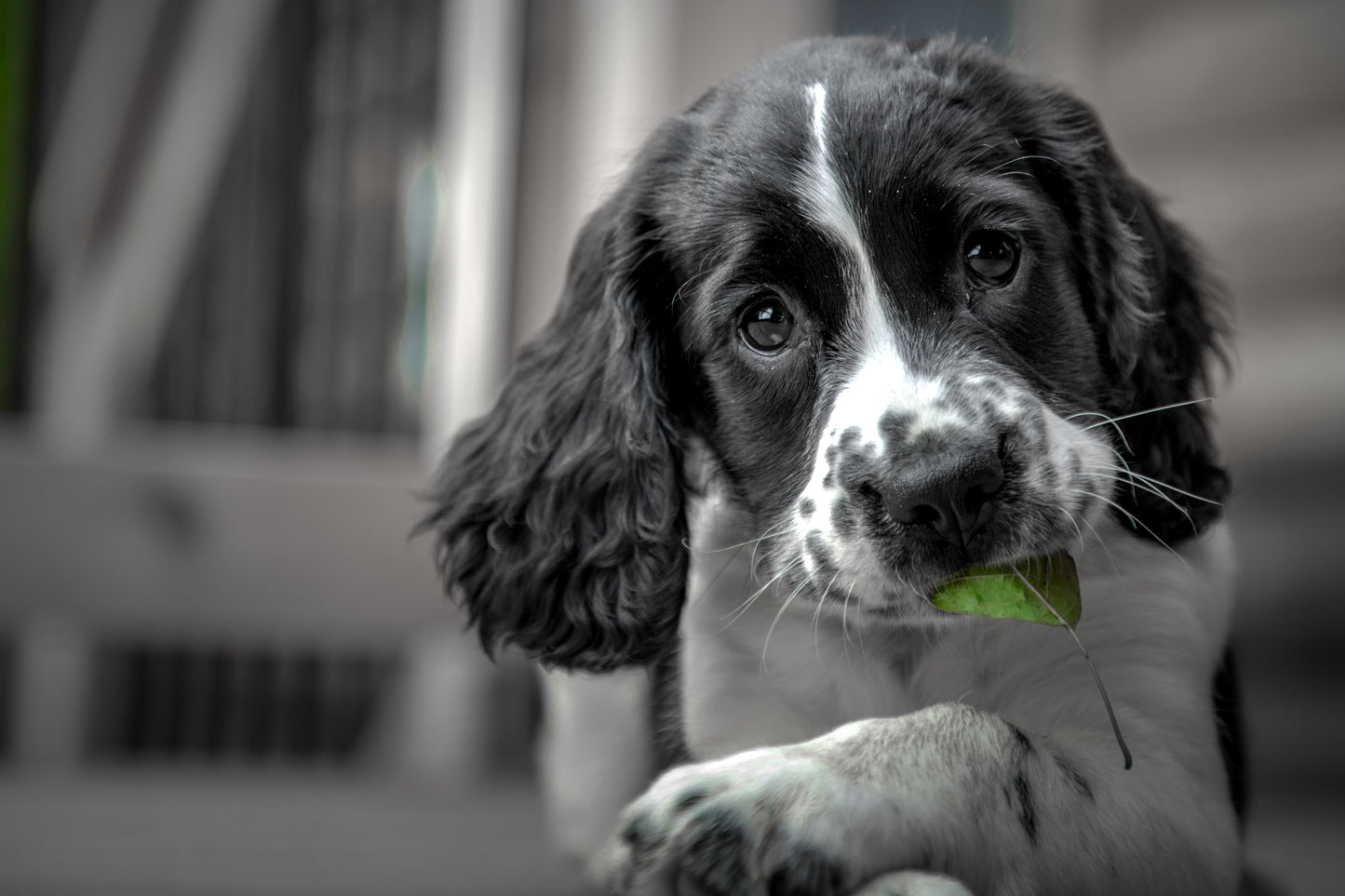 Nose Work för valpar