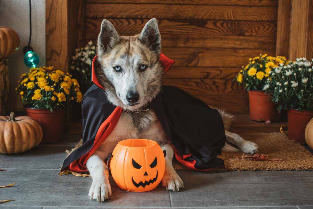 Halloweensök - Nose Work