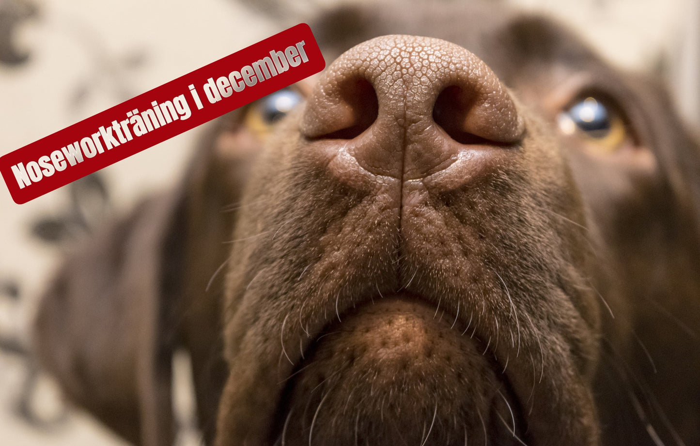 Nose Work i december