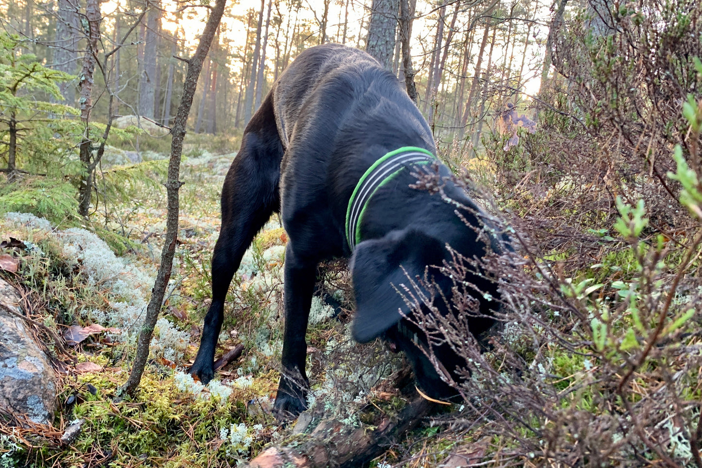 Berikningspromenad – mer än en vanlig hundpromenad