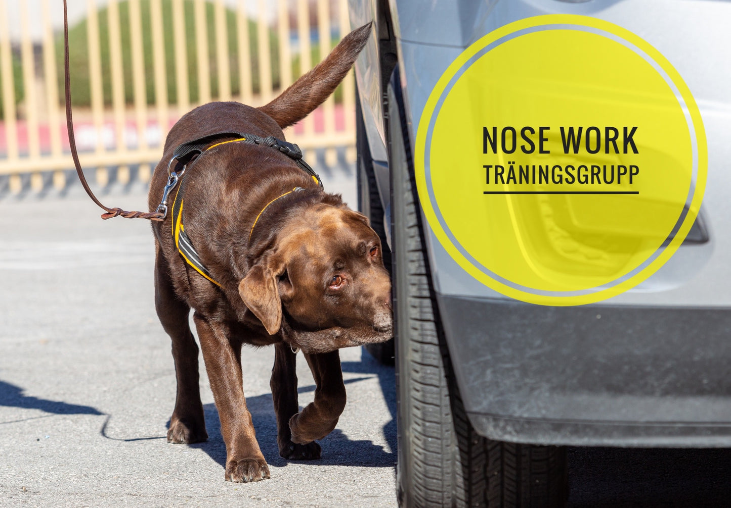 Nose Work träningsgrupp