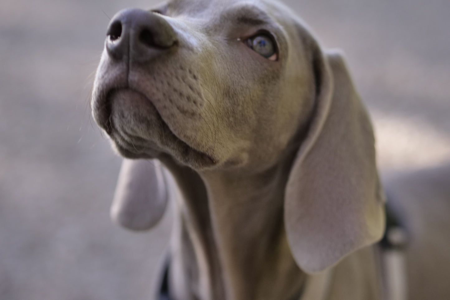 Nose Work - tematräning