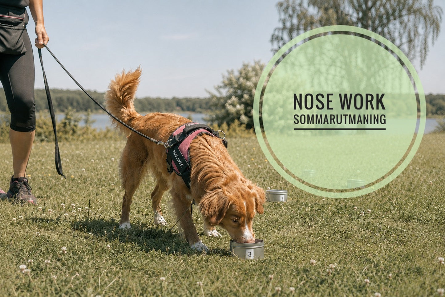 Nose Work - Sommarutmaning