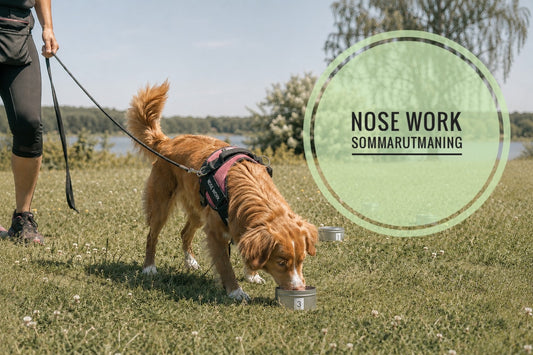 Nose Work - Sommarutmaning