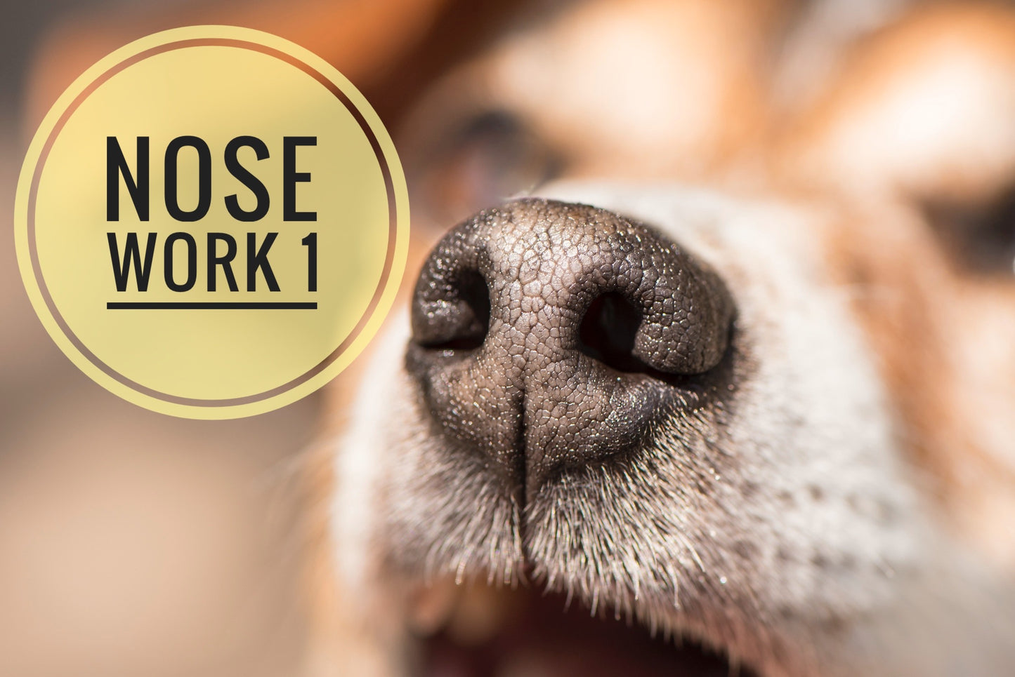 Nose Work 1 - start 12 april