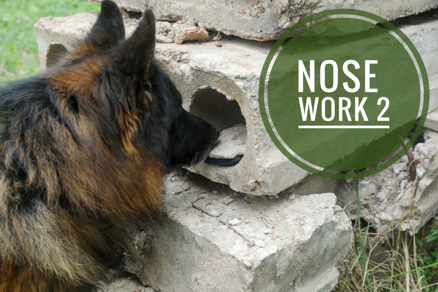 Nose Work 2 - utomhus- och fordonssök