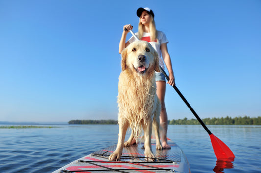 Prova på att paddla SUP med din hund