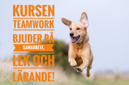 Teamwork - ny kursstart i januari