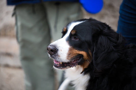 Social hundpromenad i Sala