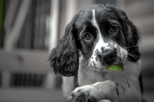 Nose Work för valpar