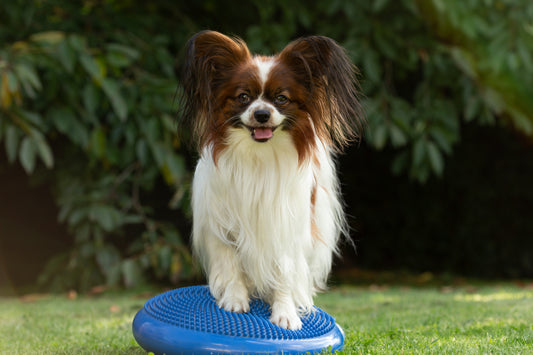 Hållbar hund