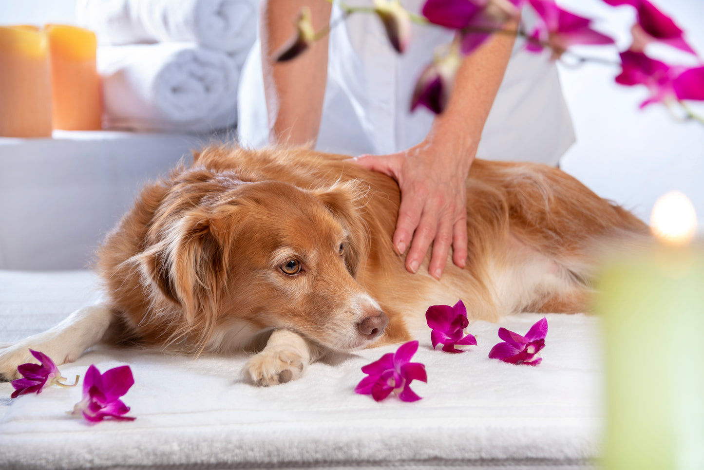 Hundmassage för hemmabruk - nytt datum