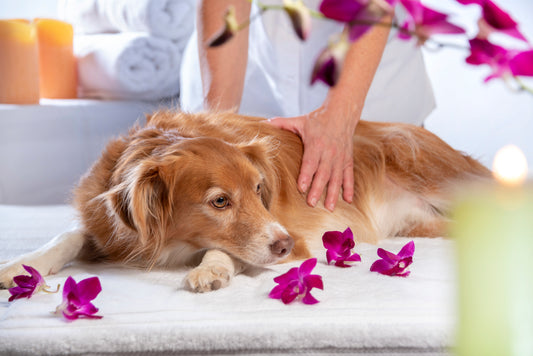 Hundmassage för hemmabruk - nytt datum