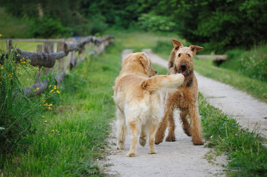 Hundmöteskurs - tryggare möten för både hund och människa - start 23/4