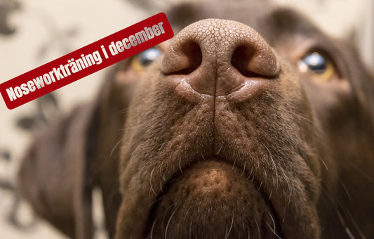 Nose Work i december