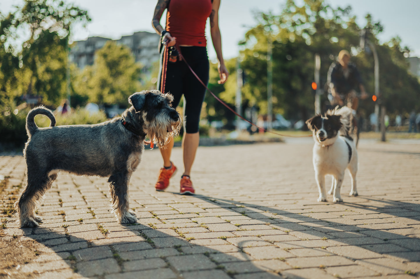 Social hundpromenad i Sala