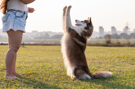 Tricks och konster 2 - start 25 februari