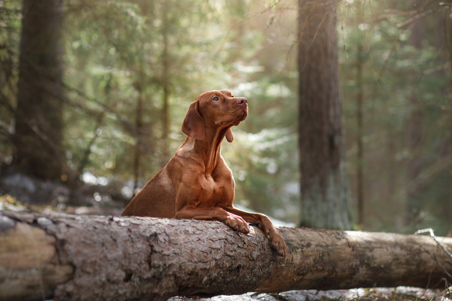 Sommaräventyr med hund - online