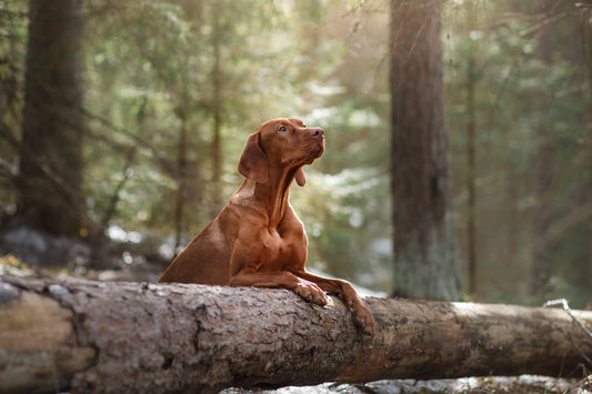 Sommaräventyr med hund - online