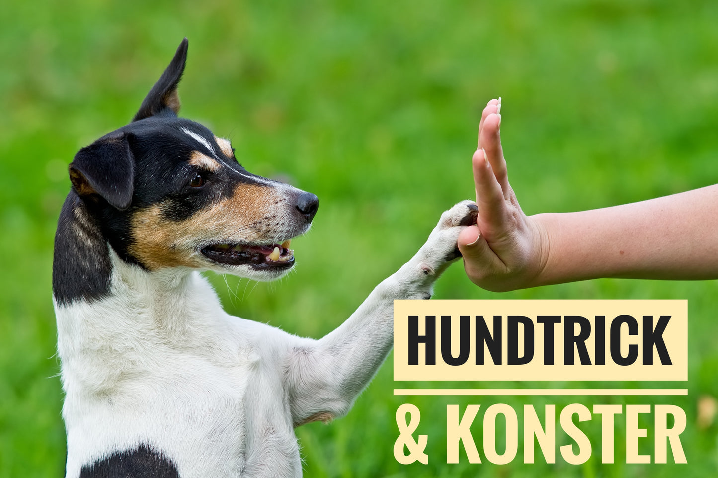 Tricks och konster - Ny kurs startar 18 november