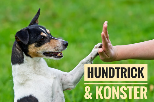 Tricks och konster - Ny kurs startar 18 november